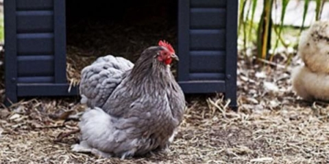 Zašto kokoške ne nose jaja i šta učiniti?